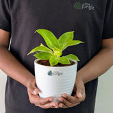 Philodendron Moonlight, with 5.5 inches white decor pot